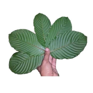 Borneo Green Kratom - Mitragyna speciosa